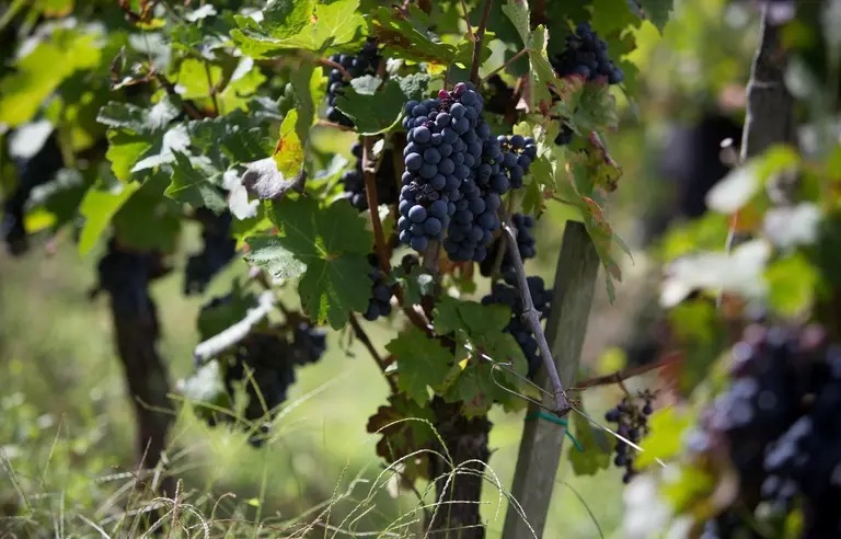 VIGNES BON